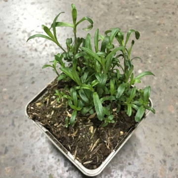 Стандарт поставки 2 Флокс растопыренный Мэй Бриз