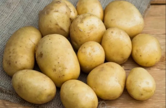 Bramborová Krasa Meshchera