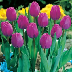 Тюльпан Аттила 