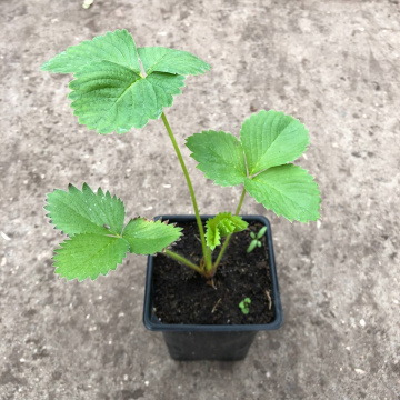 Стандарт поставки 13 Земляника Кабрилло