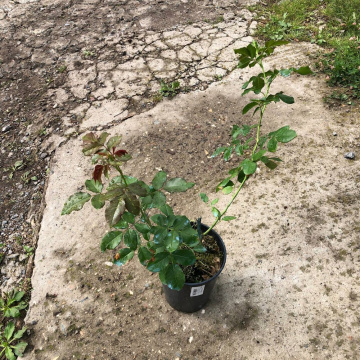 Стандарт поставки 13 Роза Тенга Венга