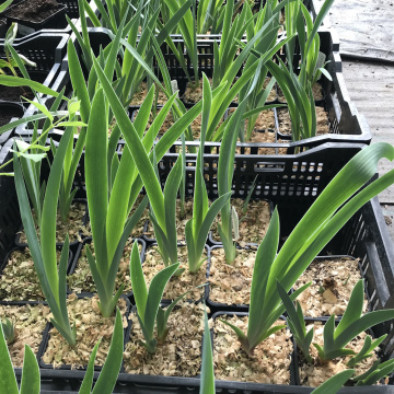 Стандарт поставки 1 Ирис бородатый Американ Патриот
