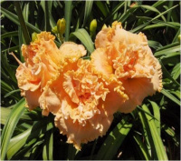 Hemerocallis Spacecoast Twice is Nice - купить с доставкой