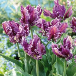 Тюльпан Загадочный попугай 