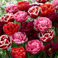 Смесь махровых поздних тюльпанов Торжество - купить с доставкой