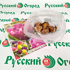 Тюльпан Абигейл