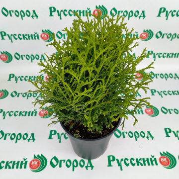 Стандарт поставки 5 Туя западная Тайни Тим