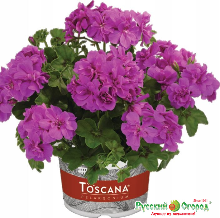 Купить Пеларгония плющелистная Санфлаер Аметист в Москве и РФ. Описание ...