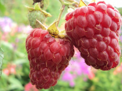 6ac36bc03d922d5bdf90a4b10353a7d4 Малина без шипов как называется