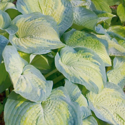 Hosta Margis Angel (hrnec r9)