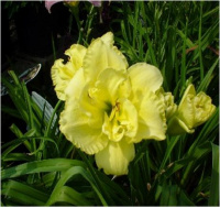 Hemerocallis Pudgie - купить с доставкой
