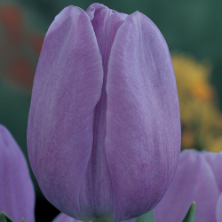Тюльпан Вайолит Бьюти 