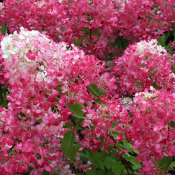 Hydrangea paniculata Diamond Rouge (červený diamant)