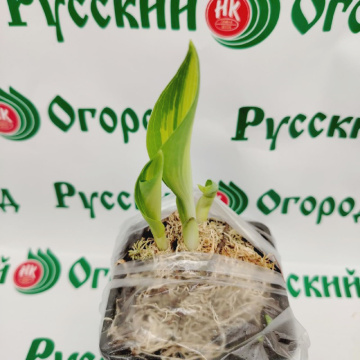 Стандарт поставки 2 Хоста Катерина
