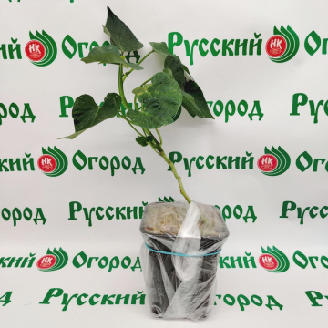 Стандарт поставки 3 Батат Бэтти