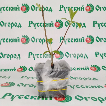 Стандарт поставки 4 Гортензия метельчатая Жемчужина фестиваля