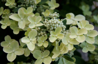 Hydrangea paniculata Polystar