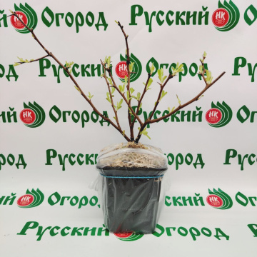 Стандарт поставки 3 Айва розовая леди