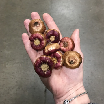 Стандарт поставки 8 Гладиолус И вновь Малика