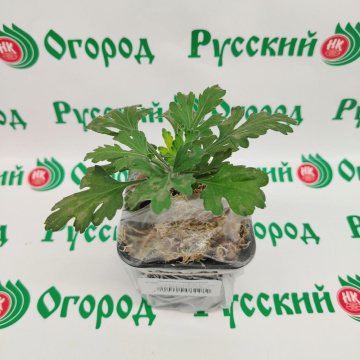 Стандарт поставки 4 Хризантема Оранжевое солнце