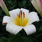 Лилия Уайт Планет