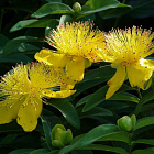 Зверобой чашечковидный