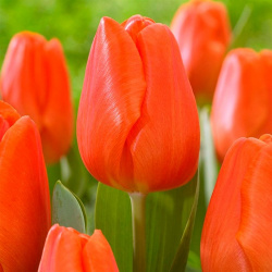 Tulipán Orange Sherpa