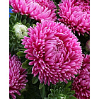 Темно-розовый