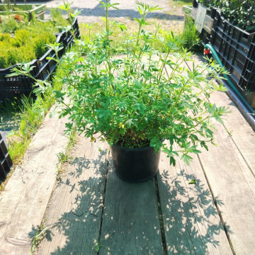 Стандарт поставки 3 Лапчатка кустарниковая Маунт Эверест (горшок 3л) 