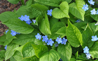 Omphalodes jaro