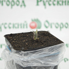 Хоста Майти Маус (горшок 2л)