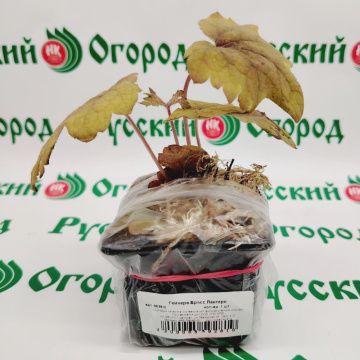 Стандарт поставки 1 Гейхера Брасс Лантерн
