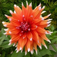 Георгина кактусовая - продажа клубней с доставкой по Москве и России.