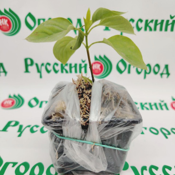 Стандарт поставки 3 Сирень обыкновенная Антуан де СентЭкзюпери