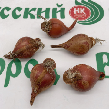 Стандарт поставки 3 Тюльпан Розовый крокус