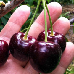 Hybridní třešeň a třešeň Rubinovka™