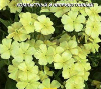 Флокс друммонда Солнечный зайчик - купить с доставкой