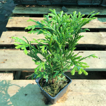 Стандарт поставки 2 Туевик поникающий Вариегата