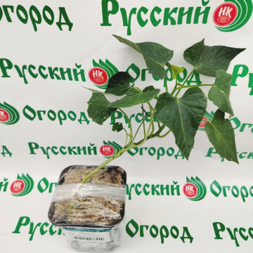 Стандарт поставки 2 Батат Наполеон