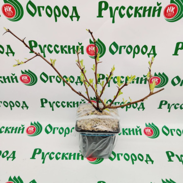 Стандарт поставки 2 Айва розовая леди
