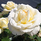 Роза Ла Перла (горшок 4л)