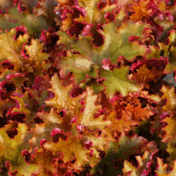 Heuchera zip