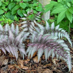 Nippon nodule Cínová krajka