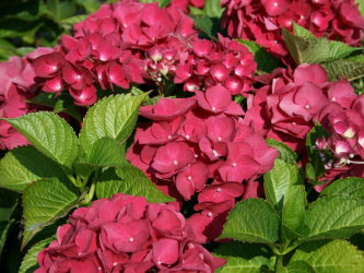 Hydrangea macrophylla Red Baron