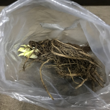 Стандарт поставки 8 Лилейник гибридный Богеймен