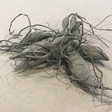 Стандарт поставки 9 Георгина Уайт Перфекшн