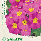 Светло-розовый