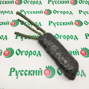 Стандарт поставки 2 Роза Сатин (горшок 2л)