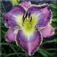Hemerocallis Asian Fairy Bluebird - купить с доставкой