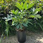 Пион травянистый Мунлайт Сноу